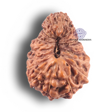 Load image into Gallery viewer, 22 Mukhi Rudraksha from Indonesia - Bead No N