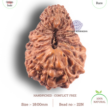 Load image into Gallery viewer, 22 Mukhi Rudraksha from Indonesia - Bead No N
