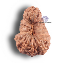 Load image into Gallery viewer, 22 Mukhi Rudraksha from Indonesia - Bead No P