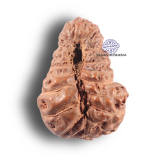 Load image into Gallery viewer, 22 Mukhi Rudraksha from Indonesia - Bead No P