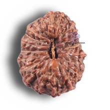 Load image into Gallery viewer, 22 Mukhi Rudraksha from Indonesia - Bead No Y