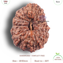 Load image into Gallery viewer, 22 Mukhi Rudraksha from Indonesia - Bead No Y