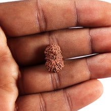 Load image into Gallery viewer, 22 Mukhi Rudraksha from Indonesia AB