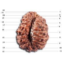 Load image into Gallery viewer, 22 Mukhi Rudraksha from Indonesia - Bead No Y