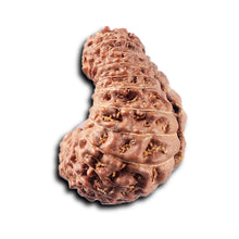 Load image into Gallery viewer, 22 Mukhi Rudraksha from Indonesia Z