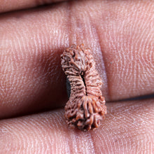 Load image into Gallery viewer, 22 Mukhi Rudraksha from Indonesia