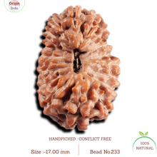 Load image into Gallery viewer, 17 Mukhi Rudraksha from Indonesia - Bead No. 233