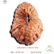 Load image into Gallery viewer, 17 Mukhi Rudraksha from Indonesia - Bead No. 234