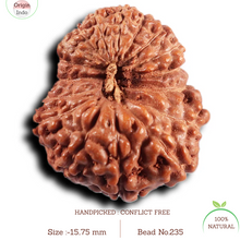 Load image into Gallery viewer, 17 Mukhi Rudraksha from Indonesia - Bead No. 235