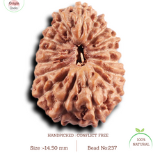 Load image into Gallery viewer, 17 Mukhi Rudraksha from Indonesia - Bead No. 237