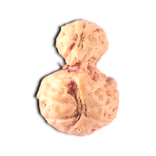 Load image into Gallery viewer, Indonesian Garbh Gauri Rudraksha - Bead No. 23