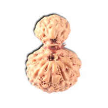 Load image into Gallery viewer, Indonesian Garbh Gauri Rudraksha - Bead No. 23