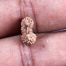 Load image into Gallery viewer, 23 Mukhi Rudraksha from Indonesia