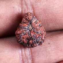 Load image into Gallery viewer, 23 Mukhi Rudraksha from Indonesia