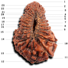 Load image into Gallery viewer, 23 Mukhi Rudraksha from Indonesia