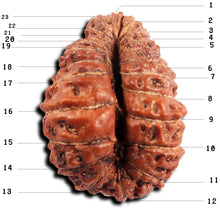 Load image into Gallery viewer, 23 Mukhi Rudraksha from Indonesia