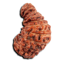 Load image into Gallery viewer, 23 Mukhi Rudraksha from Indonesia