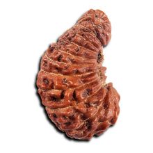 Load image into Gallery viewer, 23 Mukhi Rudraksha from Indonesia