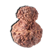 Load image into Gallery viewer, Indonesian Garbh Gauri Rudraksha - Bead No. 24