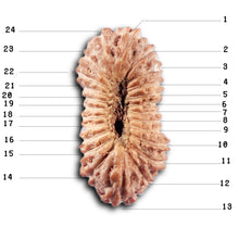 Load image into Gallery viewer, 24 Mukhi Rudraksha from Indonesia - Bead No. Y