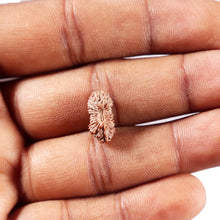 Load image into Gallery viewer, 24 Mukhi Rudraksha from Indonesia - Bead No. Y