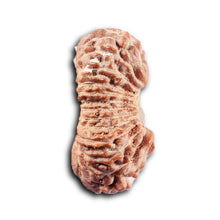 Load image into Gallery viewer, 24 Mukhi Rudraksha from Indonesia - Bead No. Y
