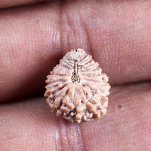 Load image into Gallery viewer, 24 Mukhi Rudraksha from Indonesia