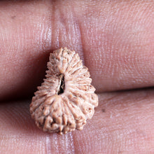 Load image into Gallery viewer, 24 Mukhi Rudraksha from Indonesia