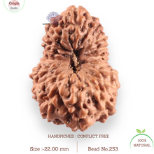 Load image into Gallery viewer, 17 Mukhi Rudraksha from Indonesia - Bead No. 253