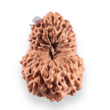 Load image into Gallery viewer, 17 Mukhi Rudraksha from Indonesia - Bead No. 253