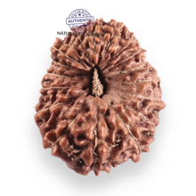 Load image into Gallery viewer, 17 Mukhi Rudraksha from Indonesia - Bead No. 254