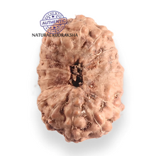 Load image into Gallery viewer, 17 Mukhi Rudraksha from Indonesia - Bead No. 256