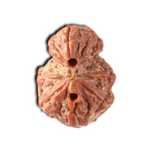 Load image into Gallery viewer, Indonesian Garbh Gauri Rudraksha - Bead No. 25