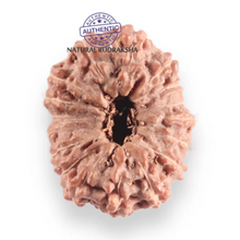 Load image into Gallery viewer, 17 Mukhi Rudraksha from Indonesia - Bead No. 260