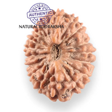 Load image into Gallery viewer, 17 Mukhi Rudraksha from Indonesia - Bead No. 265
