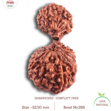 Load image into Gallery viewer, 17 Mukhi Gaurishankar Rudraksha from Indonesia - Bead No. 268