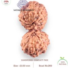 Load image into Gallery viewer, 17 Mukhi Gaurishankar Rudraksha from Indonesia - Bead No. 269