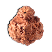 Load image into Gallery viewer, Indonesian Garbh Gauri Rudraksha - Bead No. 26