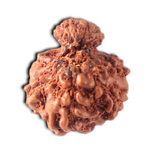 Load image into Gallery viewer, Indonesian Garbh Gauri Rudraksha - Bead No. 26