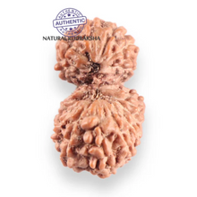 Load image into Gallery viewer, 17 Mukhi Gaurishankar Rudraksha from Indonesia - Bead No. 270