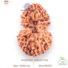 Load image into Gallery viewer, 17 Mukhi Gaurishankar Rudraksha from Indonesia - Bead No. 271