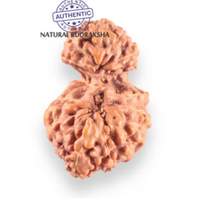 Load image into Gallery viewer, 17 Mukhi Gaurishankar Rudraksha from Indonesia - Bead No. 272
