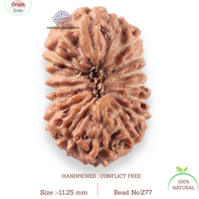 Load image into Gallery viewer, 17 Mukhi Rudraksha from Indonesia - Bead No. 277