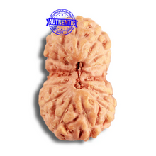 Load image into Gallery viewer, 14 mukhi Indonesian Rudraksha - Bead No. 282