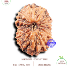 Load image into Gallery viewer, 14 mukhi Indonesian Rudraksha - Bead No. 297