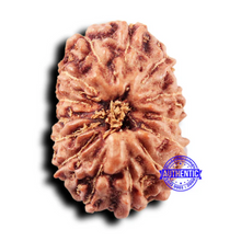 Load image into Gallery viewer, 14 mukhi Indonesian Rudraksha - Bead No. 299