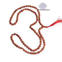 Load image into Gallery viewer, Regular 2 Mukhi Rudraksha Mala - 8 (32+1)