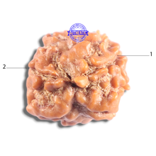 Load image into Gallery viewer, 2 Mukhi Rudraksha from Nepal - Bead No. 200