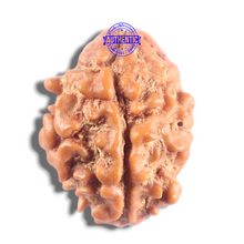 Load image into Gallery viewer, 2 Mukhi Rudraksha from Nepal - Bead No. 201
