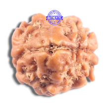 Load image into Gallery viewer, 2 Mukhi Rudraksha from Nepal - Bead No. 201